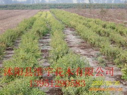 沭阳县淮宇花木 全面解析其他绿化苗木与花卉产品清单