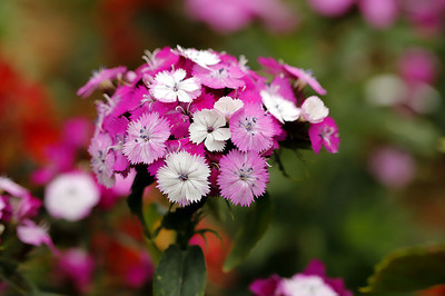 朵朵石竹迎春绽，镜头下的生态画卷