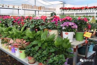 樟树花卉基地豪赠盆景，全城盛邀共享自然之美