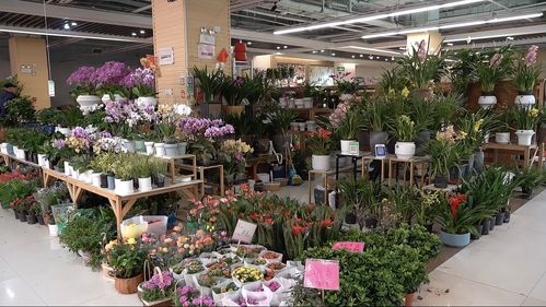 实探即将闭店的花卉市场 市民趁商家甩卖，提前购置春节用品花卉