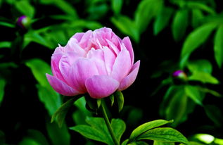 景山牡丹艺术节完美落幕，花卉扫尾工作有序进行