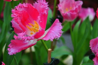 士林官邸的花卉 花卉