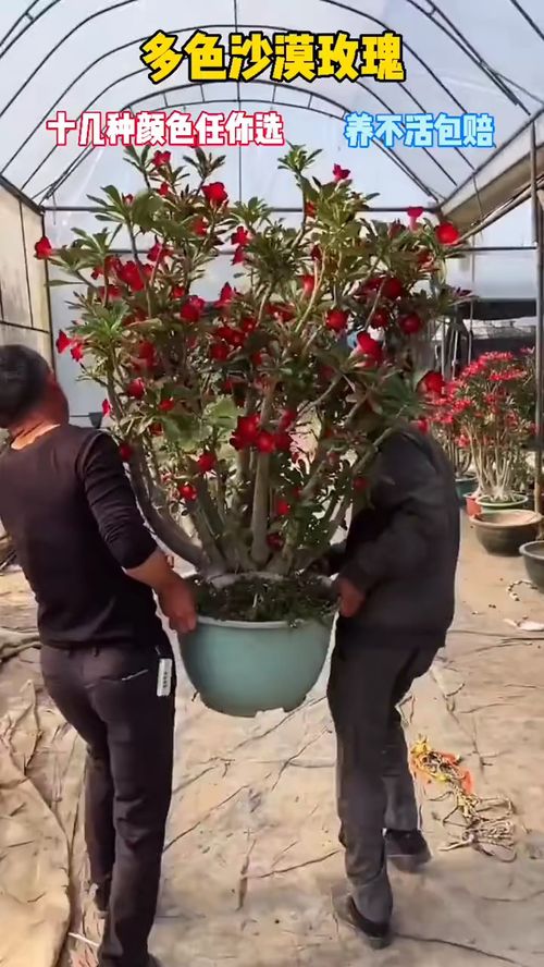 为生活添一抹绿意 精选盆栽花卉与实用好物推荐