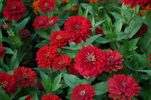 花之韵 自然与人文交织的华章