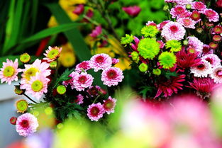 新春佳节添喜气 六种花卉扮靓家居